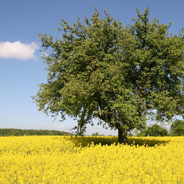 psychotherapie-trotz-corona-tagesklinik-westend